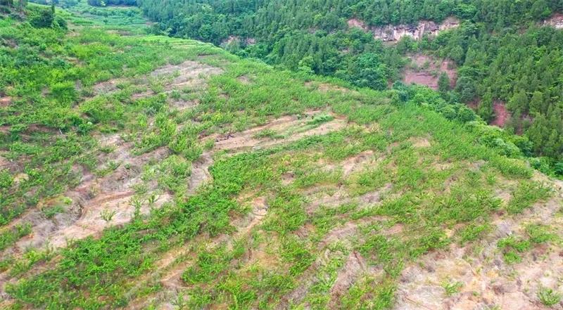 古蔺“蜂糖李”上市！味甜如蜜，果大肉厚(图1)