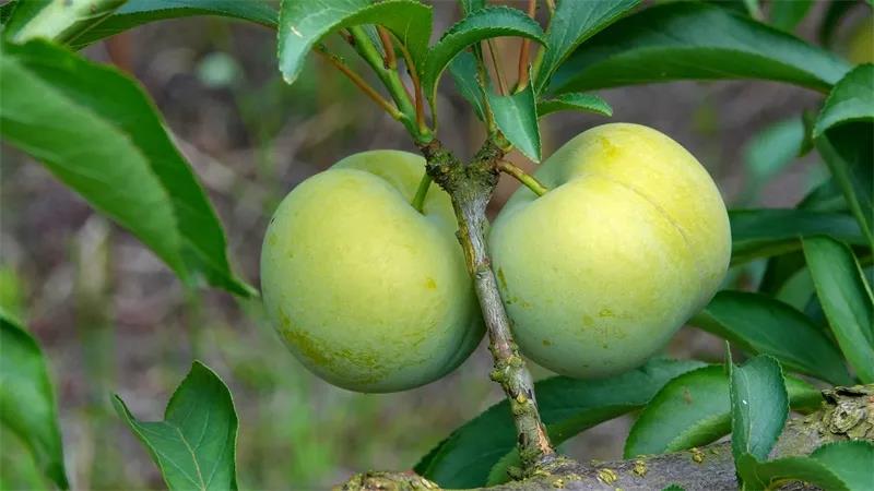 古蔺“蜂糖李”上市！味甜如蜜，果大肉厚(图3)