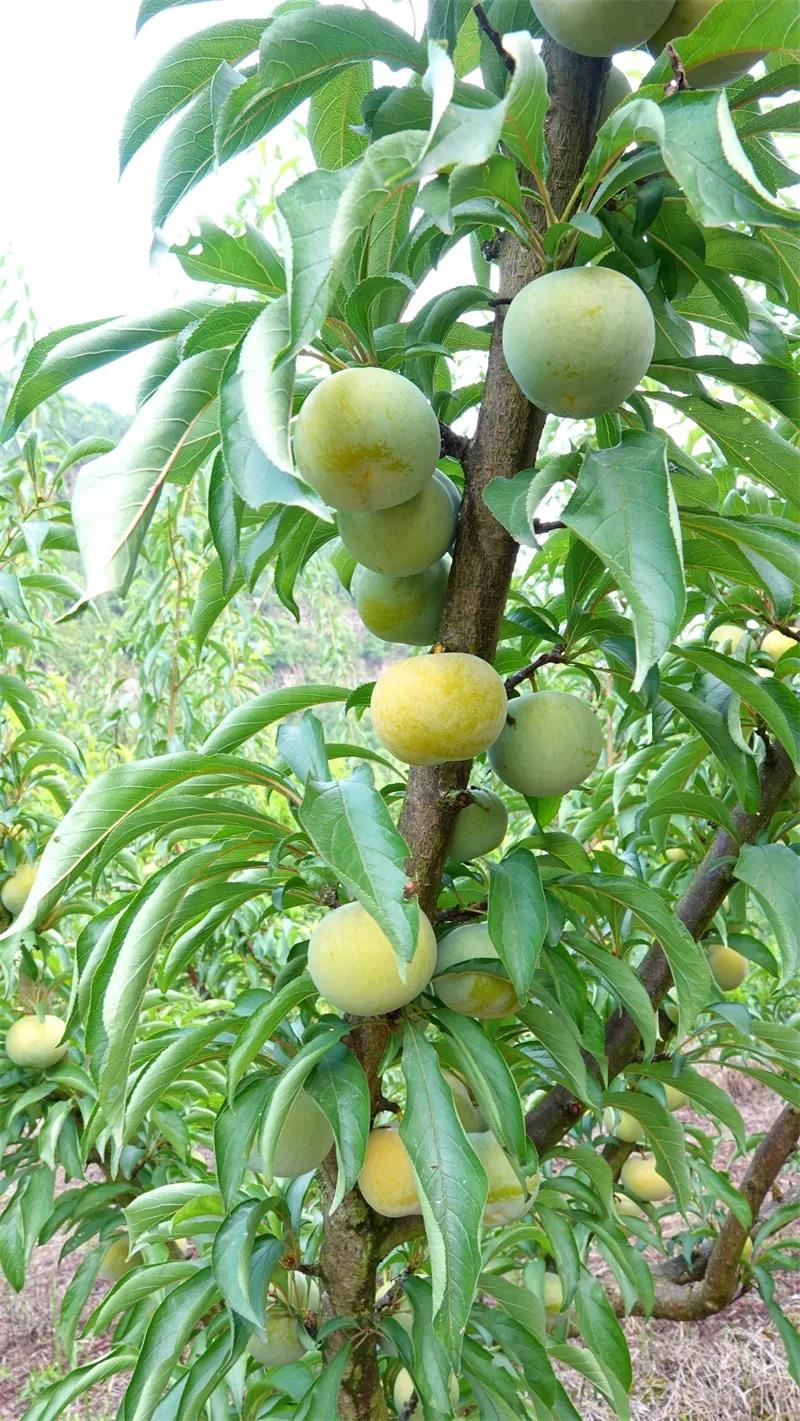 古蔺“蜂糖李”上市！味甜如蜜，果大肉厚(图4)