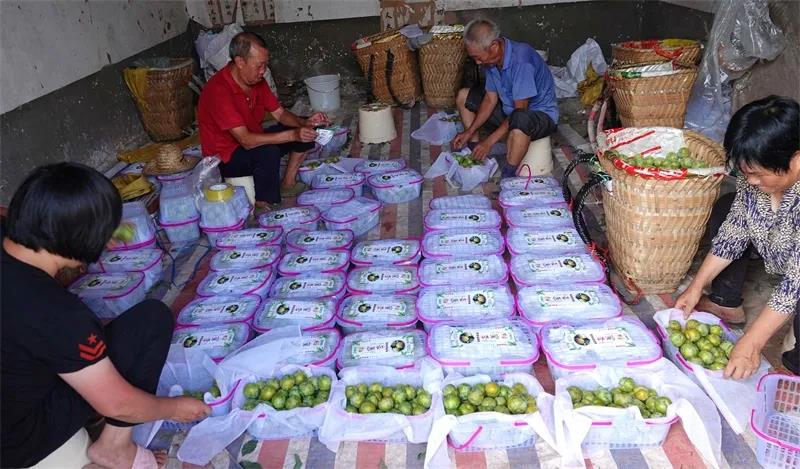 古蔺“蜂糖李”上市！味甜如蜜，果大肉厚(图7)