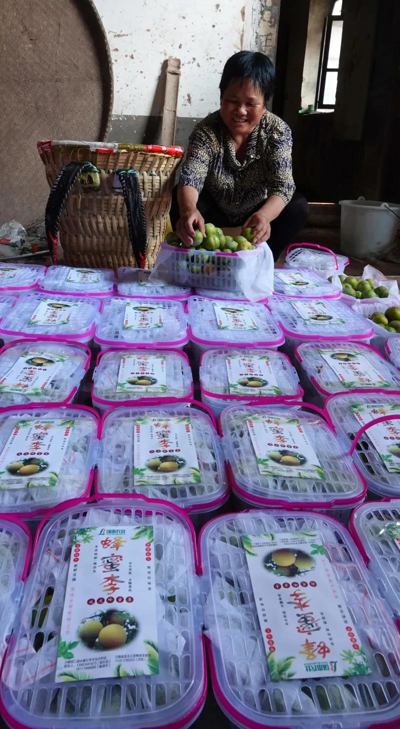 古蔺“蜂糖李”上市！味甜如蜜，果大肉厚(图9)