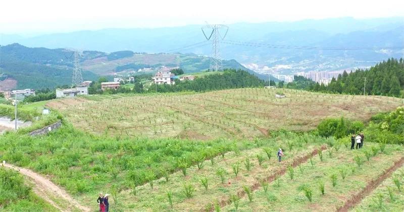 古蔺“蜂糖李”上市！味甜如蜜，果大肉厚(图10)