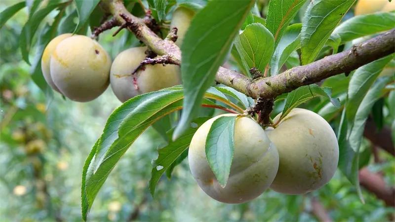 古蔺“蜂糖李”上市！味甜如蜜，果大肉厚(图11)