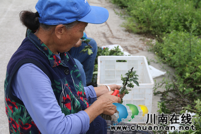 古蔺箭竹苗族乡：花椒结出“大产业”  群众叩开“致富门”(图5)