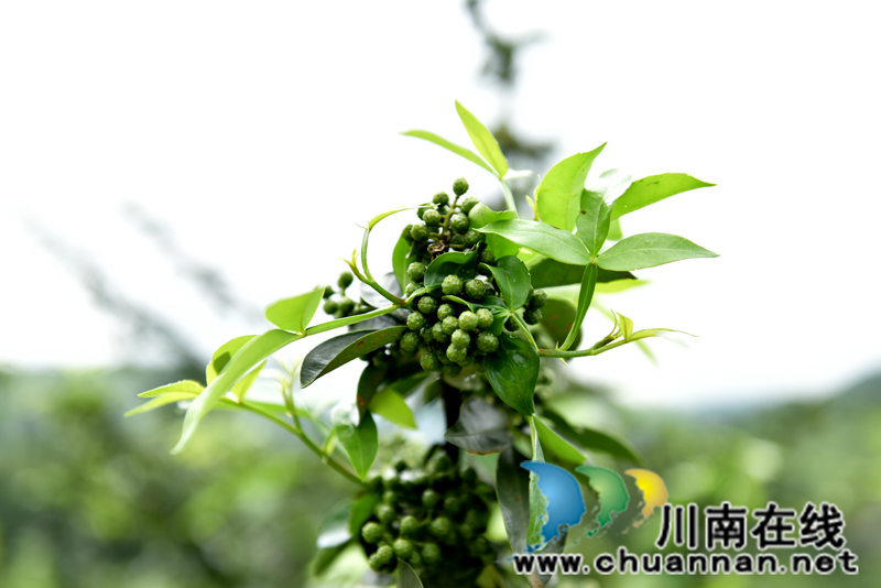 古蔺箭竹苗族乡：花椒结出“大产业”  群众叩开“致富门”(图6)