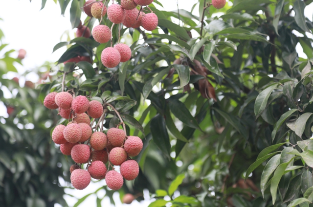 足不出户买合江荔枝，荔小二电商平台来啦！（欢迎果农入驻）(图6)