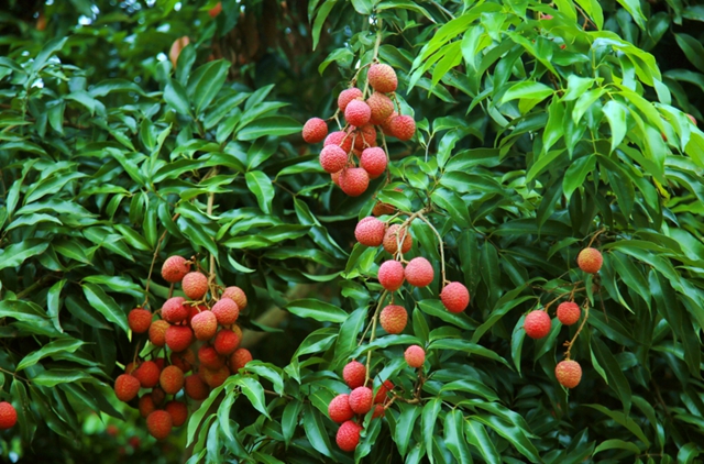 足不出户买合江荔枝，荔小二电商平台来啦！（欢迎果农入驻）(图1)