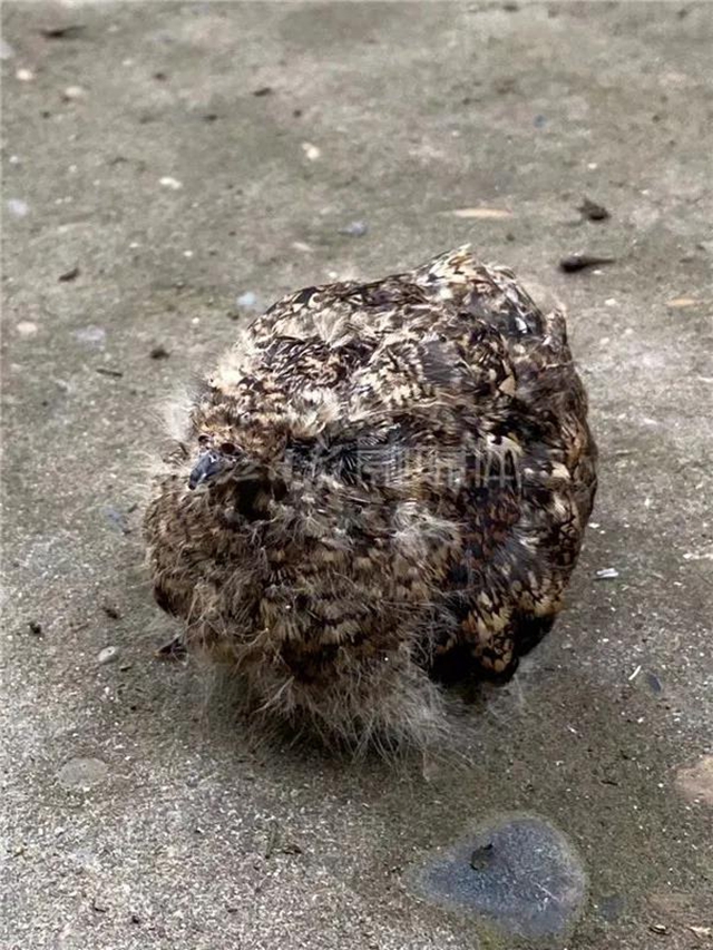 内江市民报警：发现一只怪鸟！