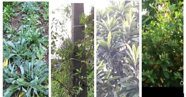 【关注】高大上,中医药走向国际!(图29) 【关注】高大上,中医药走向国际!(图29)