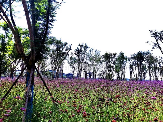 额滴神啊！内江“大自然”竟然变成这样了(图5)