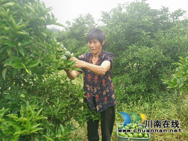 泸县：小枳壳种成乡村振兴大产业(图3)