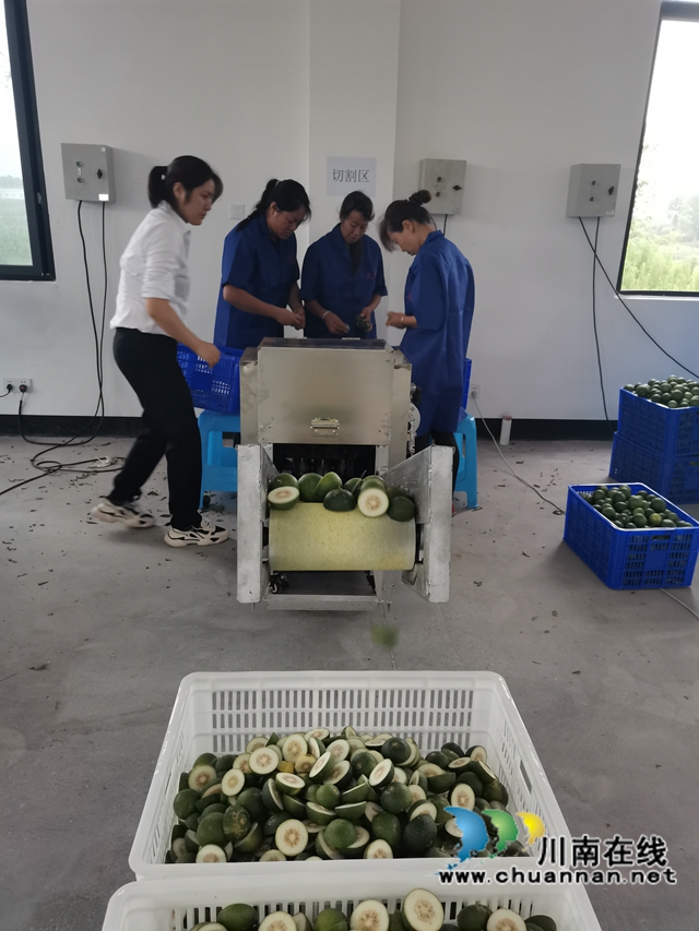 泸县：小枳壳种成乡村振兴大产业(图4)