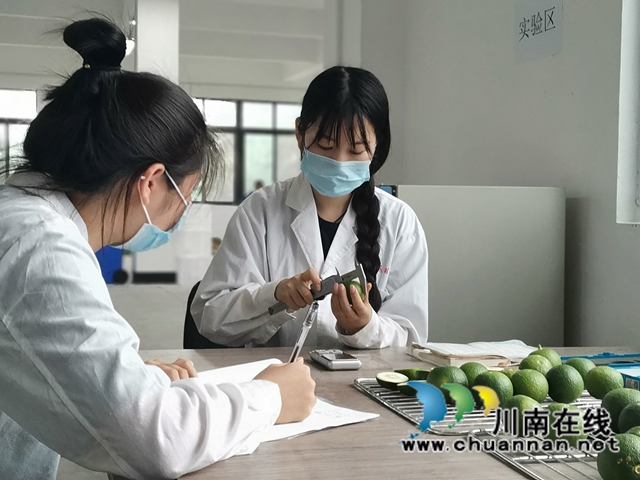 泸县：小枳壳种成乡村振兴大产业(图5)