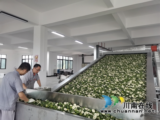 泸县：小枳壳种成乡村振兴大产业(图6)