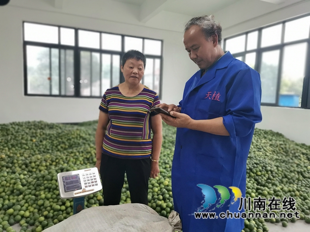 泸县：小枳壳种成乡村振兴大产业(图7)