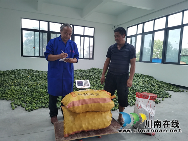 泸县：小枳壳种成乡村振兴大产业(图8)