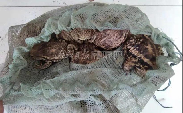 20只就犯罪！资中两男子私捕177只蟾蜍被法办(图2)