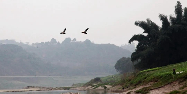 龙马潭：山清水秀生态好，珍稀鸟儿来打卡！(图1)