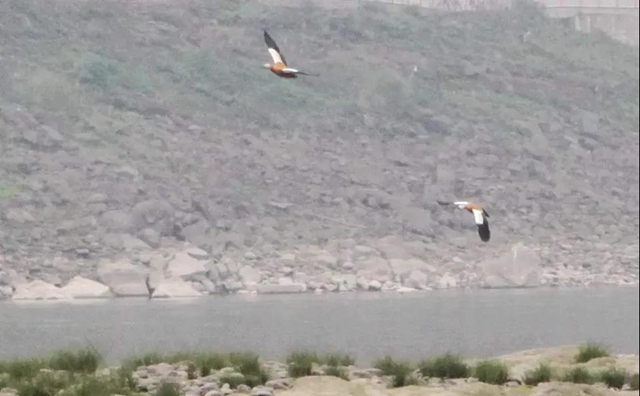 龙马潭：山清水秀生态好，珍稀鸟儿来打卡！(图3)