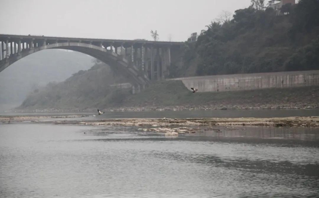 龙马潭：山清水秀生态好，珍稀鸟儿来打卡！(图5)