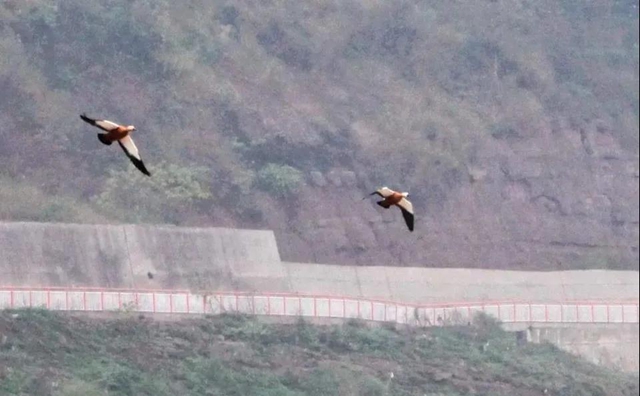 龙马潭：山清水秀生态好，珍稀鸟儿来打卡！(图4)