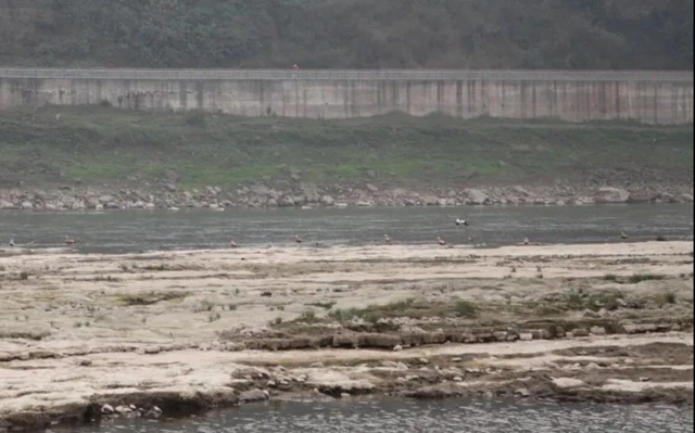 龙马潭：山清水秀生态好，珍稀鸟儿来打卡！(图2)