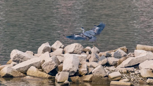 龙马潭：山清水秀生态好，珍稀鸟儿来打卡！(图7)