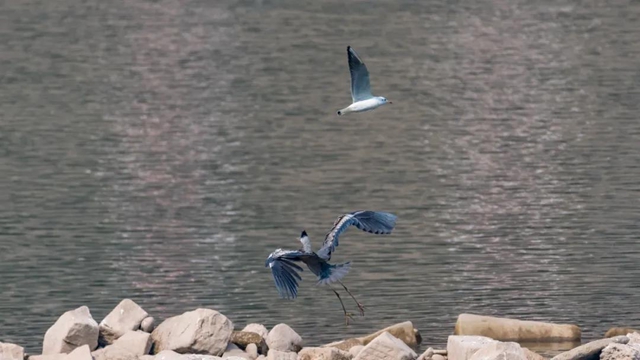 龙马潭：山清水秀生态好，珍稀鸟儿来打卡！(图8)