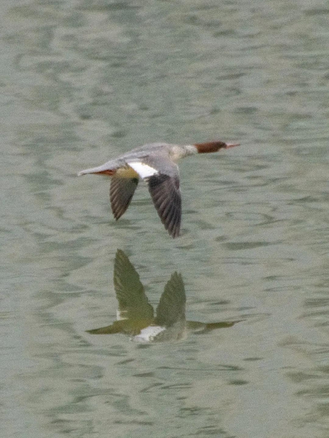 龙马潭：山清水秀生态好，珍稀鸟儿来打卡！(图13)