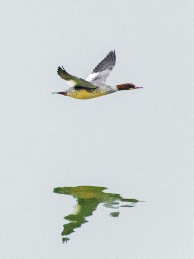 龙马潭：山清水秀生态好，珍稀鸟儿来打卡！(图14)