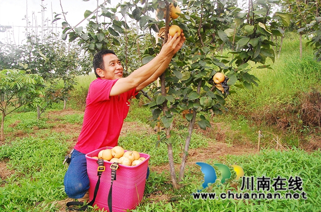 江阳区：翠冠梨“甜”了一个村(图2)
