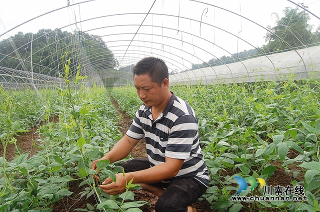 纳溪合面镇：返乡种菜，“创业贷款”扶助变“蔬菜大王”(图1)