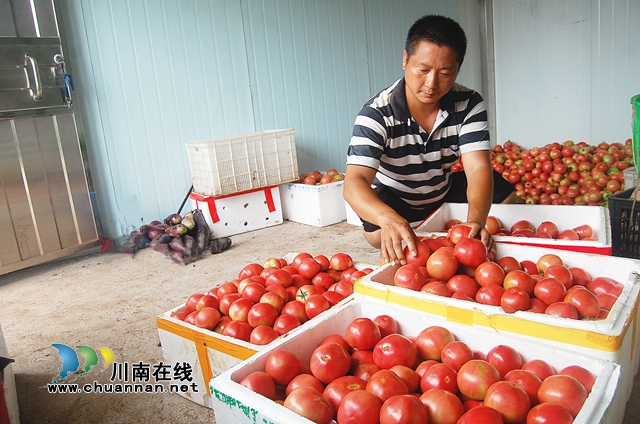 纳溪合面镇：返乡种菜，“创业贷款”扶助变“蔬菜大王”(图2)