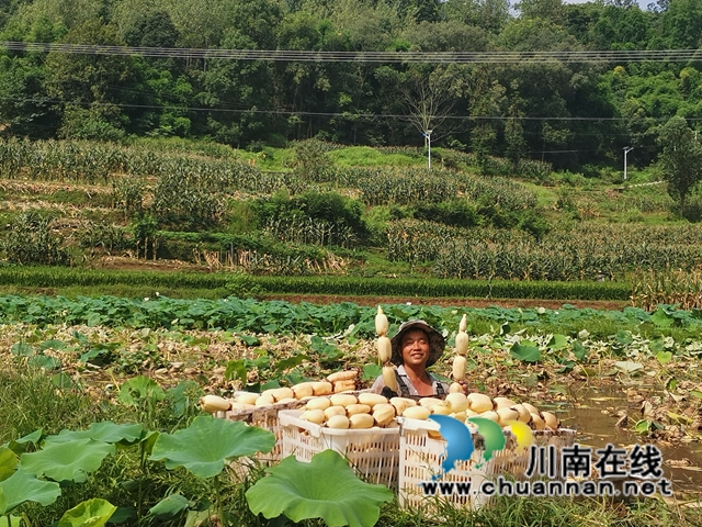 泸县奇峰镇共和村种植莲藕致富(图1)