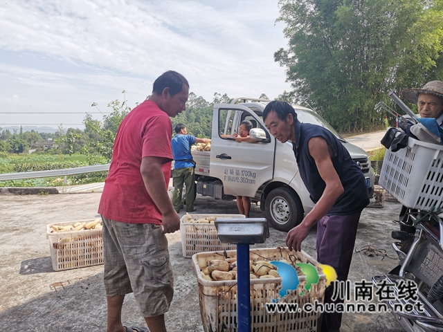 泸县奇峰镇共和村种植莲藕致富(图4)