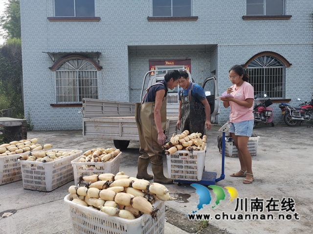 泸县奇峰镇共和村种植莲藕致富(图6)