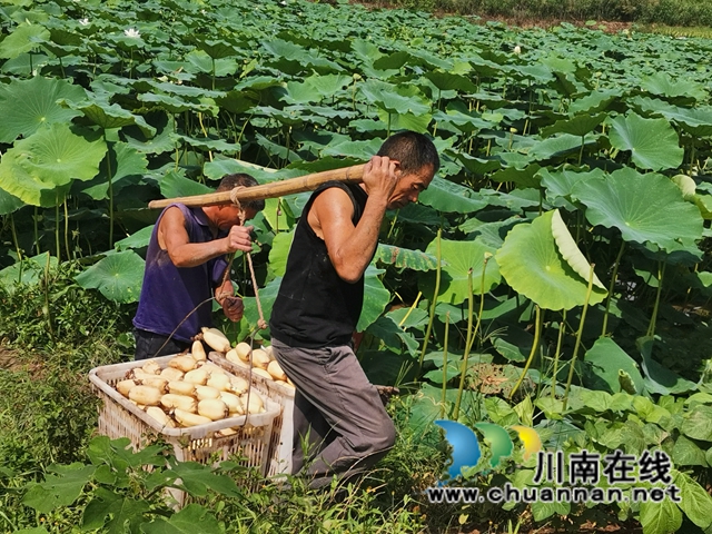 泸县奇峰镇共和村种植莲藕致富(图5)