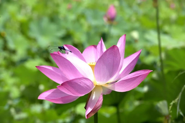 古蔺县黄荆镇田坝村：荷花初绽，美在当“夏”！(图1)