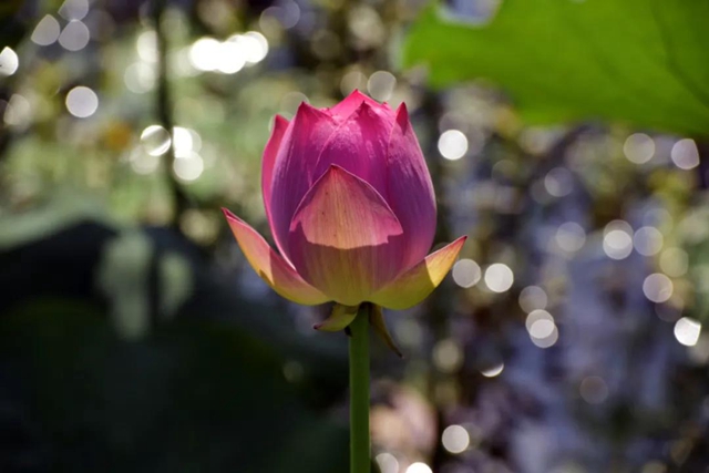 古蔺县黄荆镇田坝村：荷花初绽，美在当“夏”！(图9)