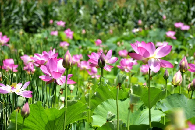 古蔺县黄荆镇田坝村：荷花初绽，美在当“夏”！(图6)