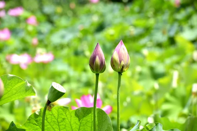 古蔺县黄荆镇田坝村：荷花初绽，美在当“夏”！(图10)