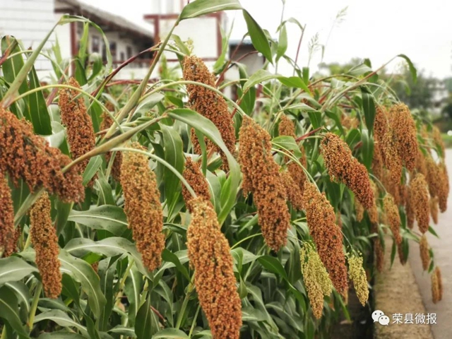 自贡荣县3万亩高粱红了！产值达……(图2)