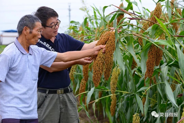 自贡荣县3万亩高粱红了！产值达……(图3)