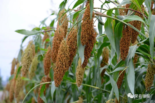 自贡荣县3万亩高粱红了！产值达……(图4)