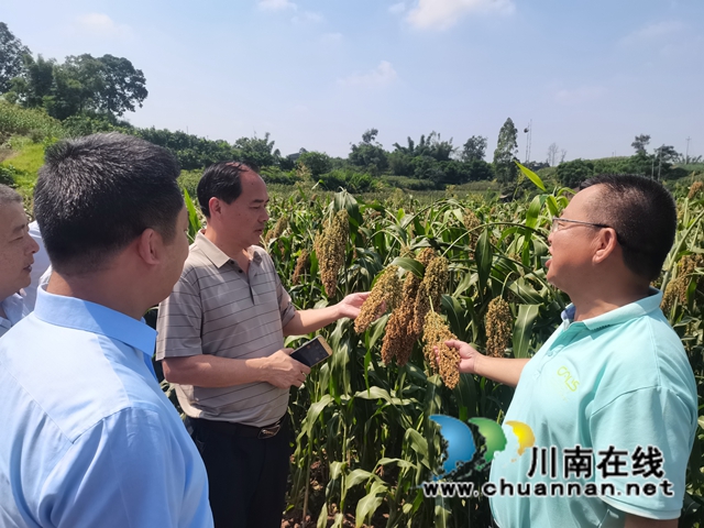 培育新品种，助力酒产业！盟员高粱专家应邀参加全省酿酒专用粮基地建设工作培训会