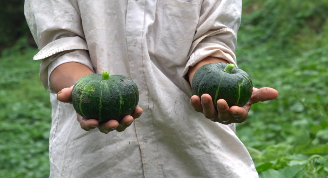 网红南瓜收益高，古蔺瓜农笑开颜！(图4)