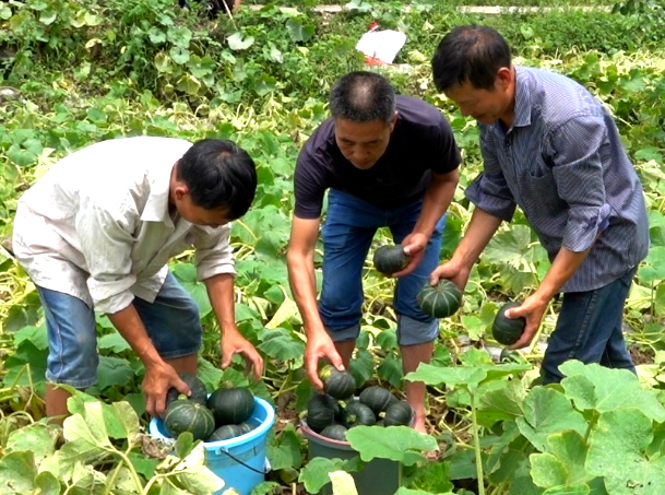 网红南瓜收益高，古蔺瓜农笑开颜！(图5)