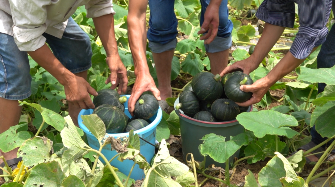 网红南瓜收益高，古蔺瓜农笑开颜！(图6)