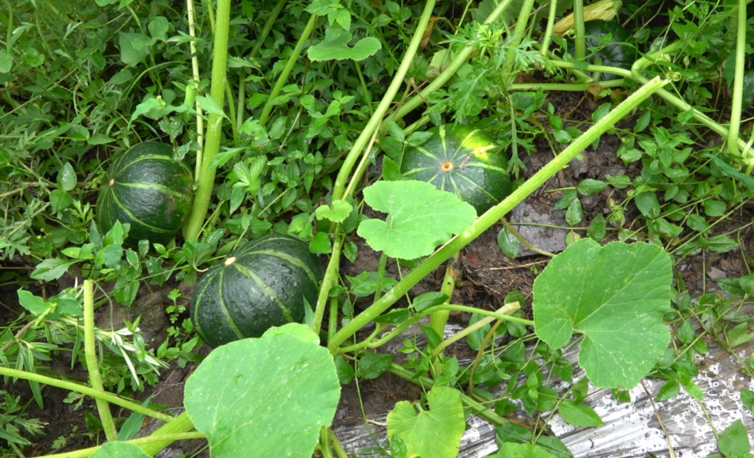 网红南瓜收益高，古蔺瓜农笑开颜！(图7)