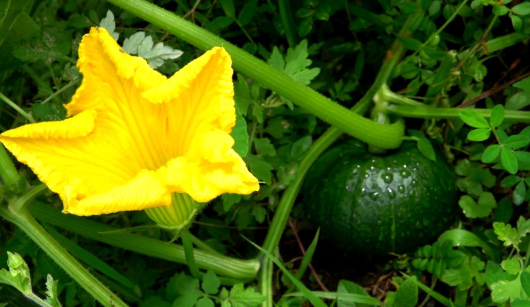 网红南瓜收益高，古蔺瓜农笑开颜！(图9)